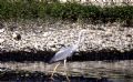 Ardea cinerea